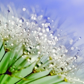 Picture for category Horticulture