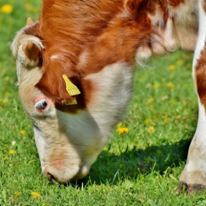 Picture for category Livestock Related