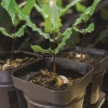 SW macadamia seedling, comparable to seedling tray, trays for seeds by makro,builders,buco.