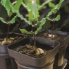 SW macadamia seedling, comparable to seedling tray, trays for seeds by leroy merlin,takealot.